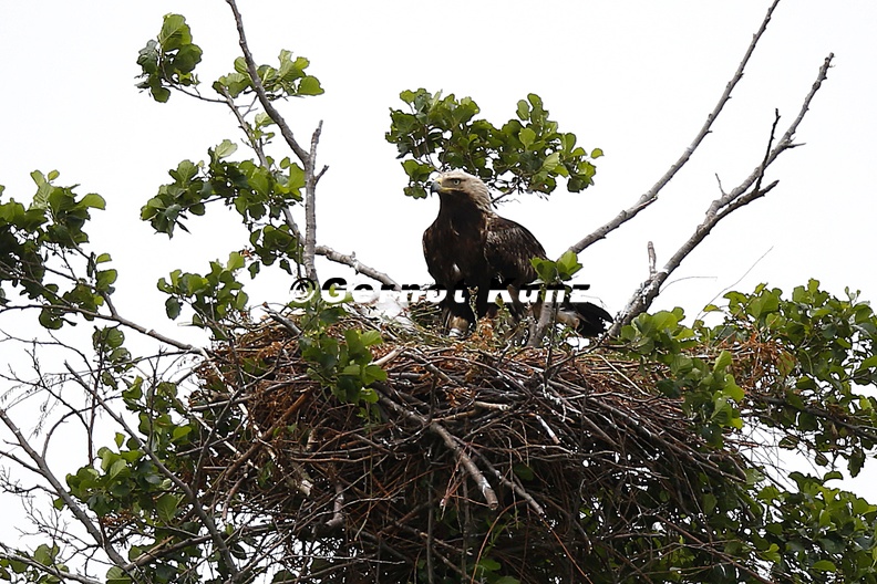 Aquila adalberti Kaiseradler 1 2 - Aquila_adalberti__Kaiseradler_1_2.jpg Aquila_adalberti__Kaiseradler_1_2.jpg