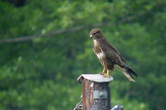 Buteo buteo  M  usebussard 1 1v