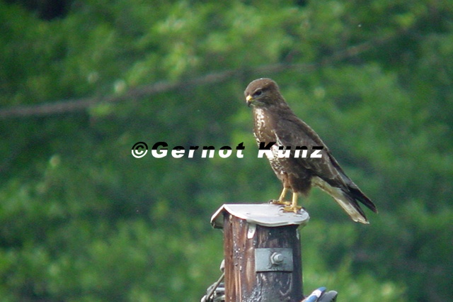 Buteo buteo  M  usebussard 1 1v