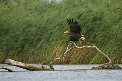 Haliaeetus albicilla  White-tailed Eagle  Seeadler 4 2