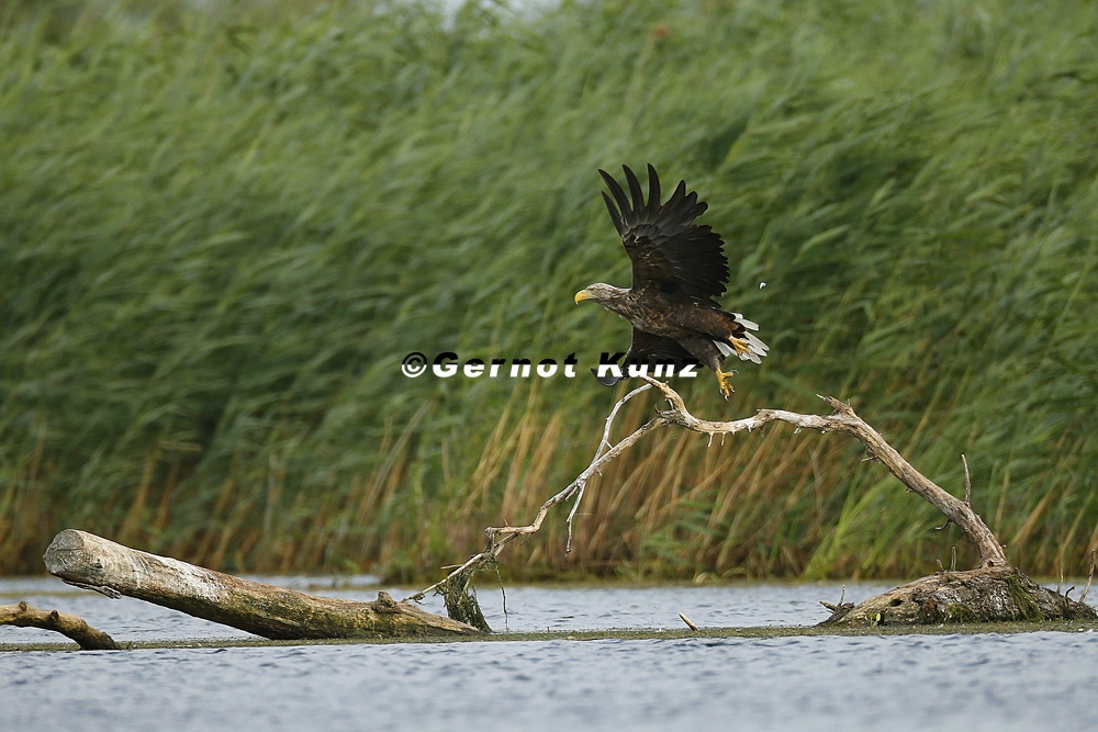 Haliaeetus albicilla  White-tailed Eagle  Seeadler 4 2