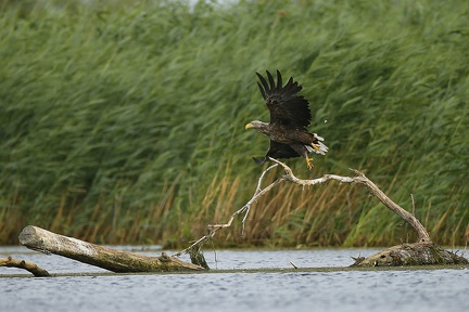 Haliaeetus albicilla  White-tailed Eagle  Seeadler 4 2