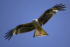 Milvus milvus  Rotmilan 2 2