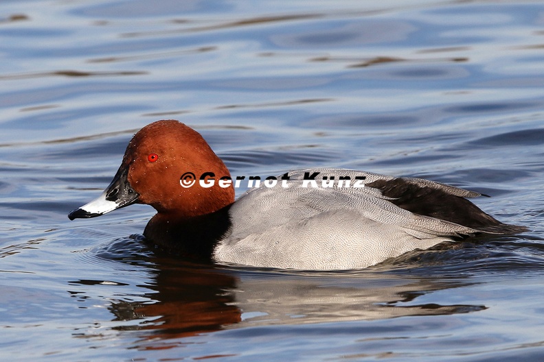 Aythya_ferina__Tafelente_M2_2.jpg