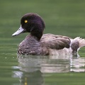 Aythya fuligula  Reiherente 6 2