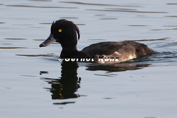 Aythya fuligula  Reiherente M1 2