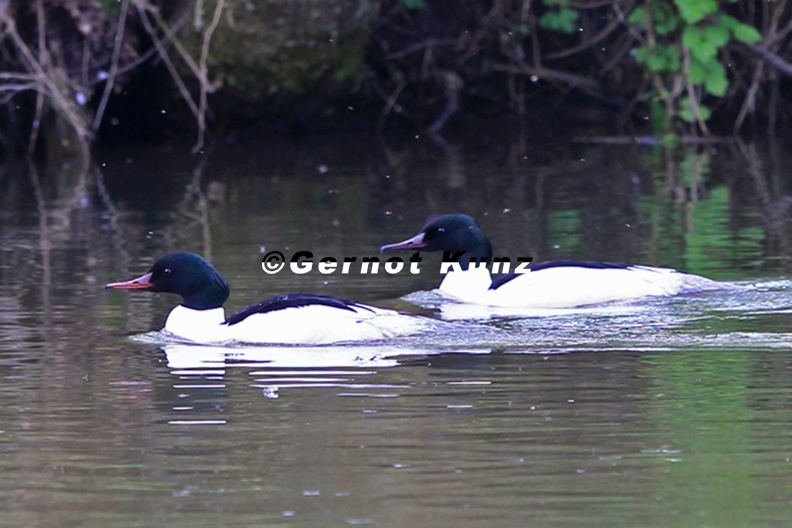 Mergus_merganser__G__nses__ger_.jpg