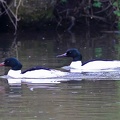 Mergus merganser  G  nses  ger 