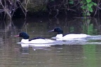Mergus merganser  G  nses  ger 