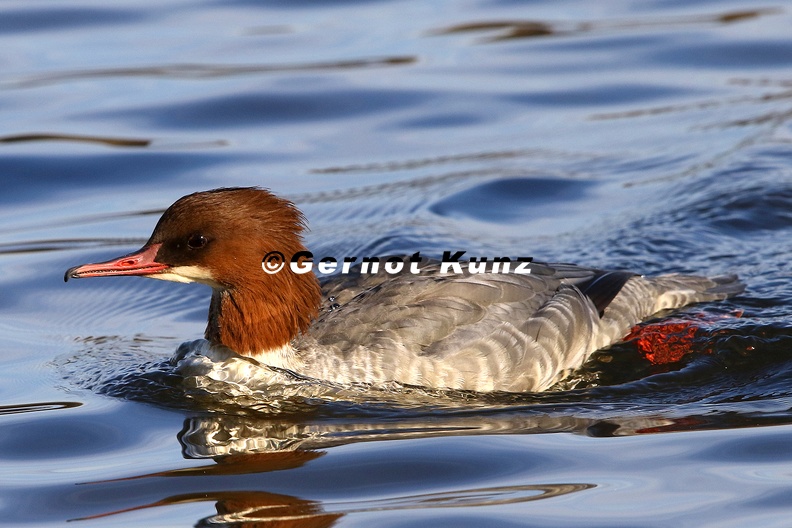 Mergus_merganser__G__nses__ger_1_2.jpg