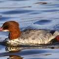 Mergus merganser  G  nses  ger 1 2