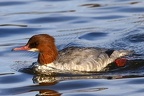 Mergus merganser  G  nses  ger 1 2