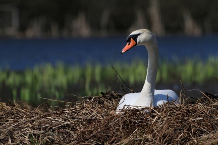 Cygnus olor  H  ckerschwan 3 2v2