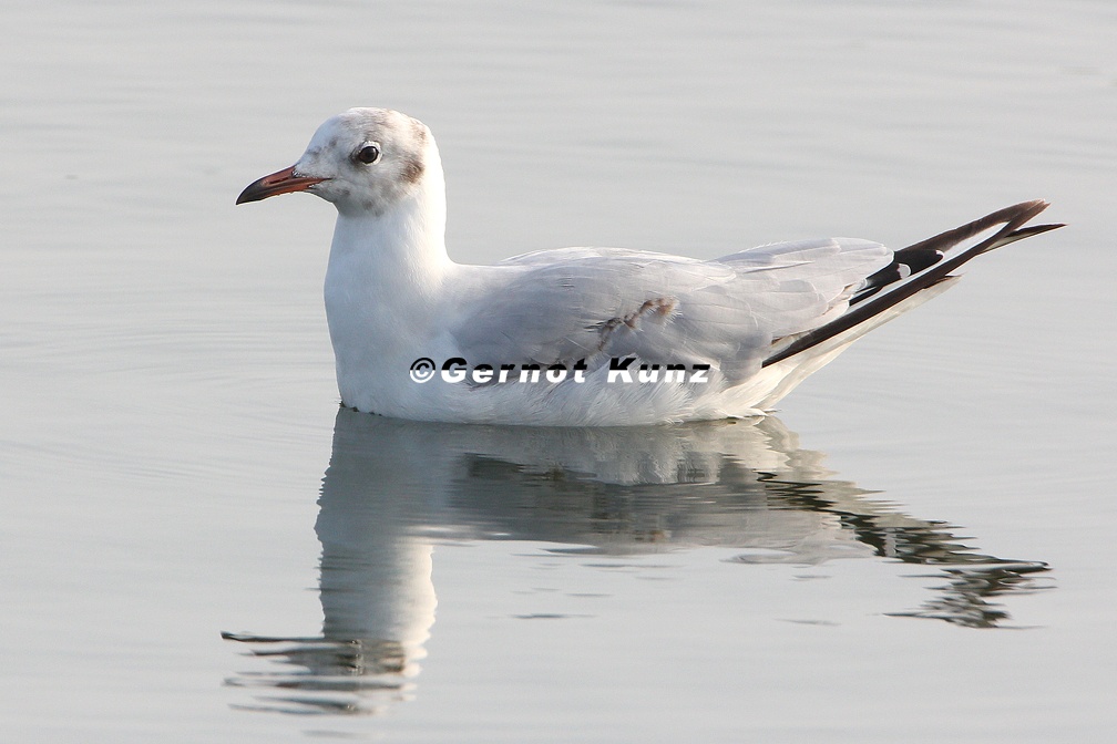 Chroicocephalus ridibundus  Black-headed Gull  Lachm  we 1 2
