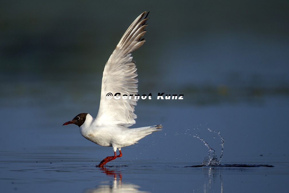 Chroicocephalus ridibundus  Black-headed Gull  Lachm  we M1 3