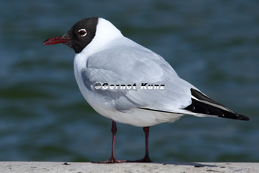 Chroicocephalus ridibundus  Black-headed Gull  Lachm  we M3 2