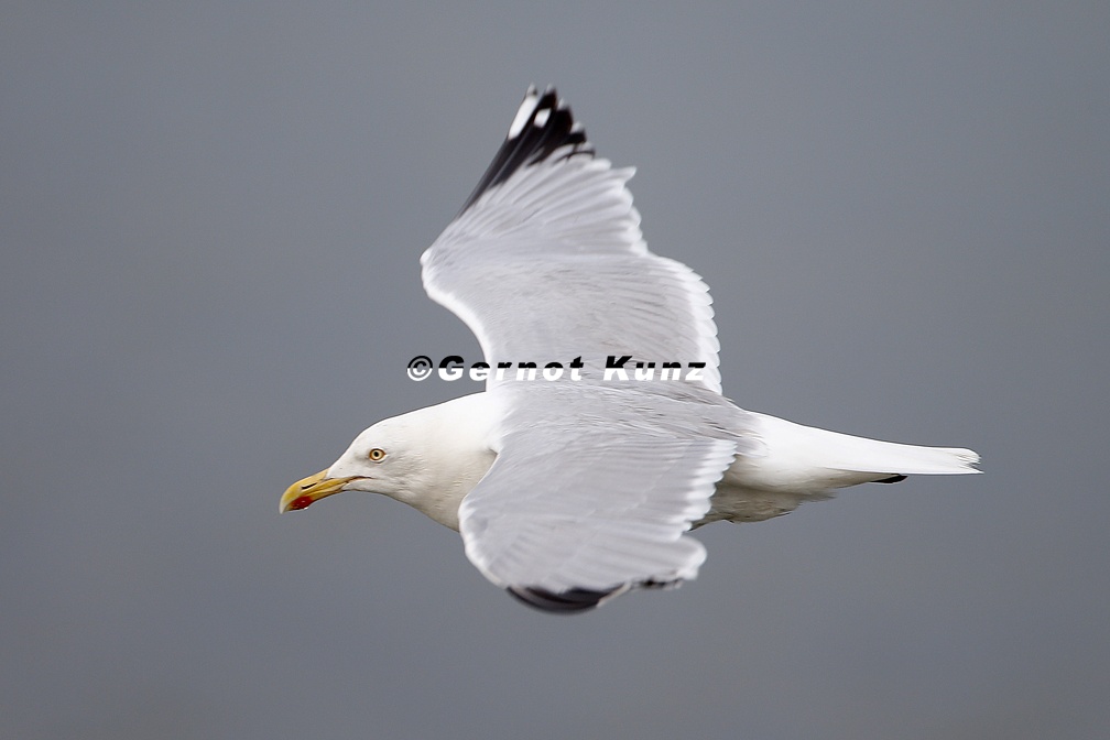 Larus argentatus  Silberm  we 2 2