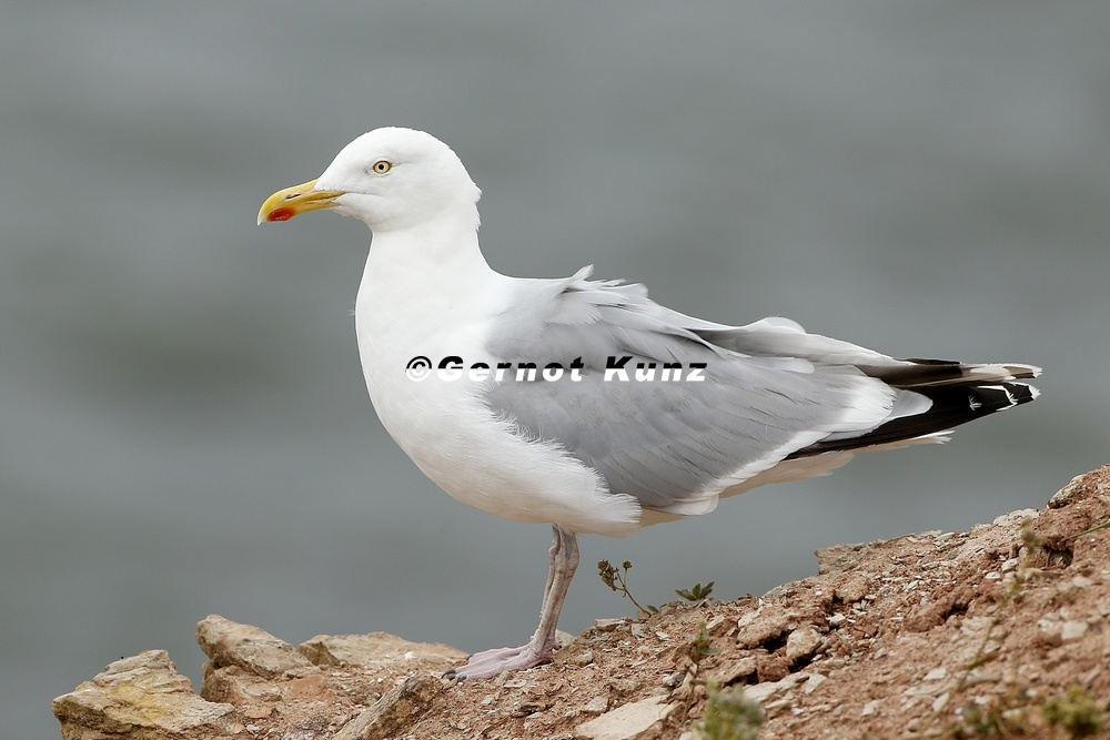 Larus argentatus  Silberm  we 7 2