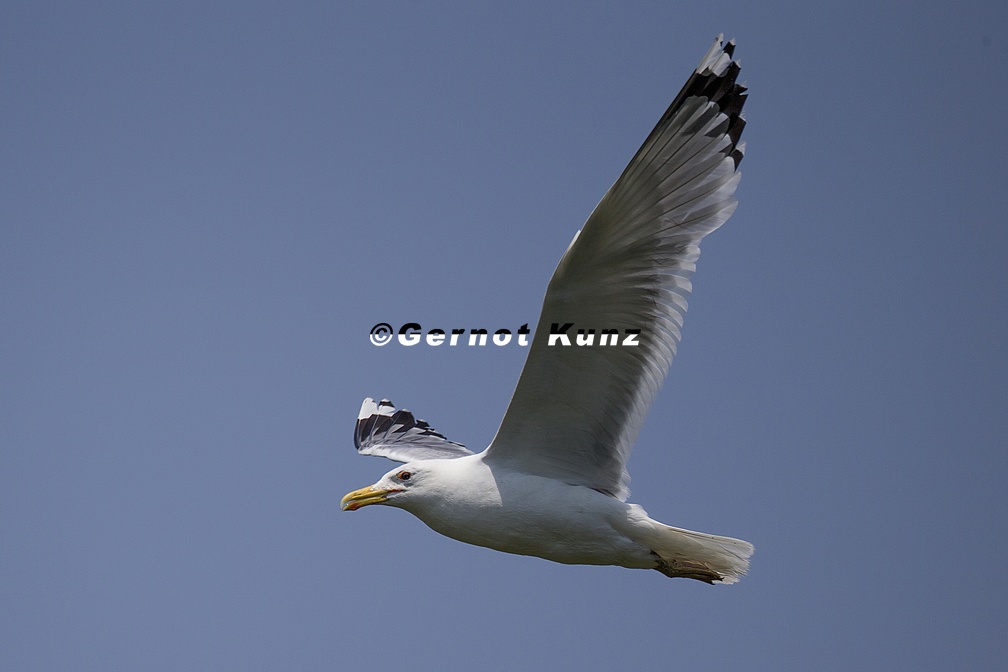 Larus cachinnans  Caspian gull  Steppenm  we 1 2