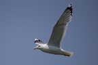 Larus cachinnans  Caspian gull  Steppenm  we 1 2