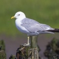 Larus canus  Common gull  Sturmm  we  1 3