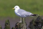 Larus canus  Common gull  Sturmm  we  1 3