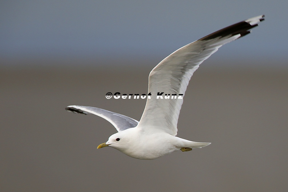 Larus canus  Common gull  Sturmm  we  2 2