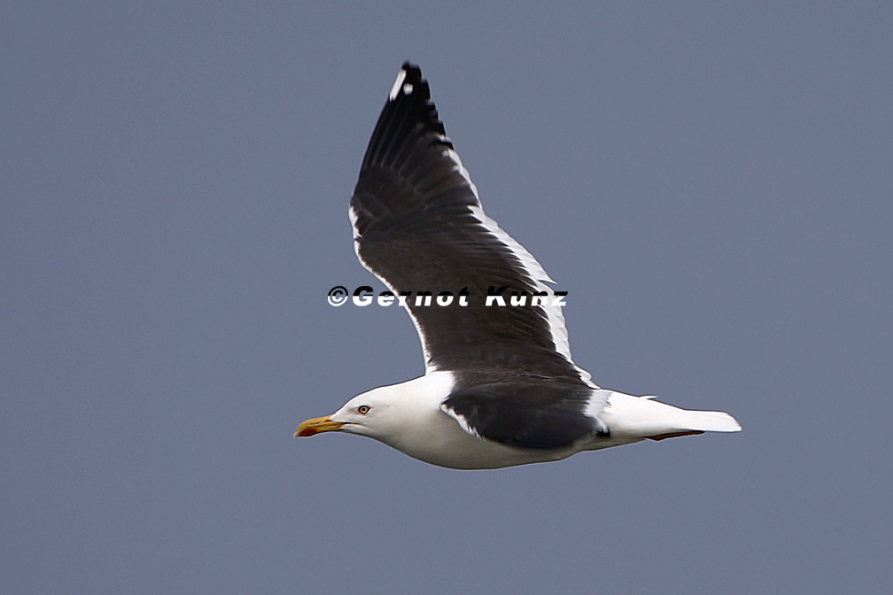Larus fuscus fuscus  Lesser black-backed gull  Heringsm  we 1 2