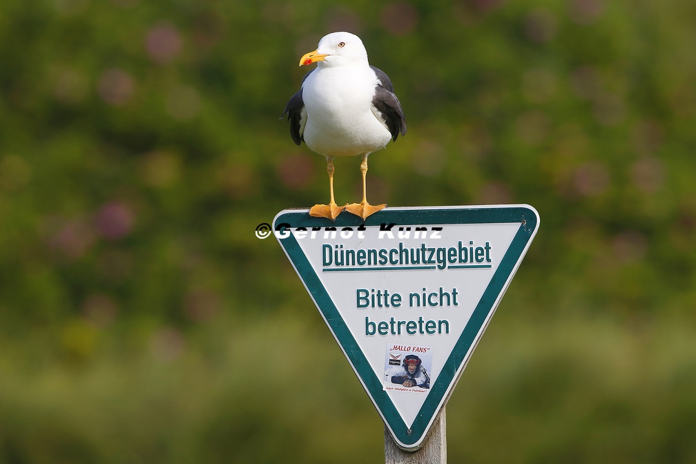 Larus marinus  Great black-backed gull  Mantelm  we 6 2