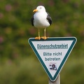 Larus marinus  Great black-backed gull  Mantelm  we 6 2