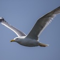 Larus michahellis  Yellow-legged Gull  Mittelmeerm  we 1 2