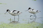 Recurvirostra avosetta  S  belschn  bler 4 1v