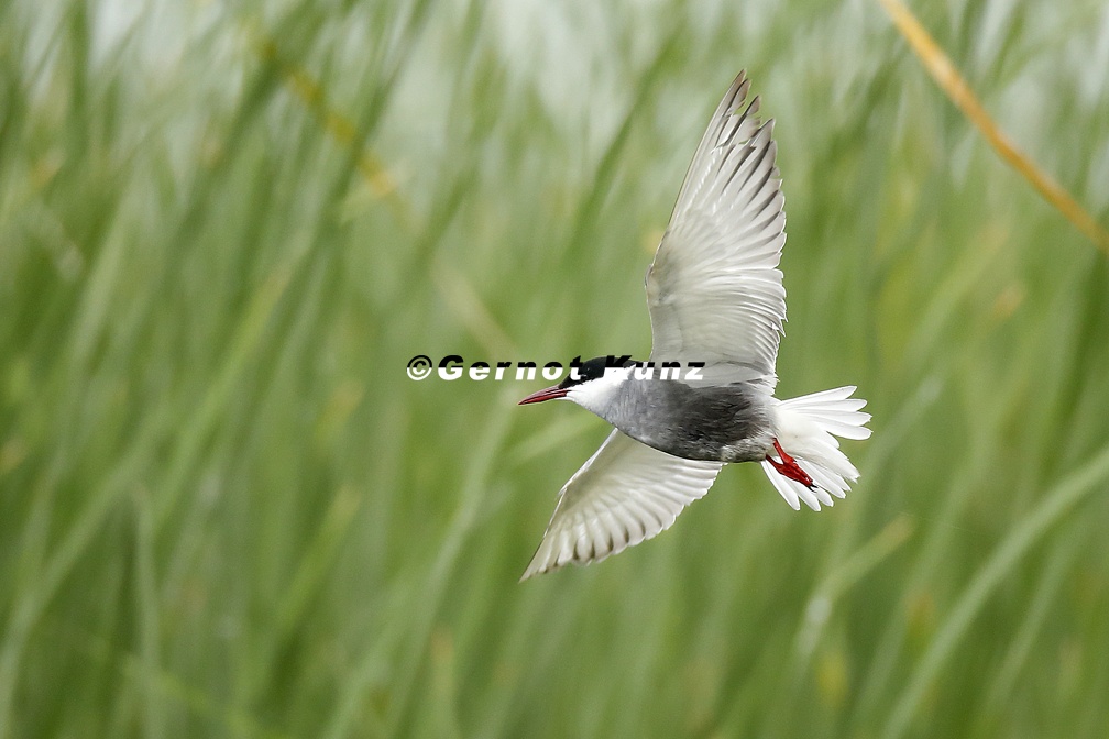 Chlidonias hybrida  Whiskered Tern  Wei  bart-Seeschwalbe 4 2