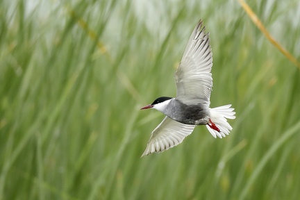 Chlidonias hybrida  Whiskered Tern  Wei  bart-Seeschwalbe 4 2