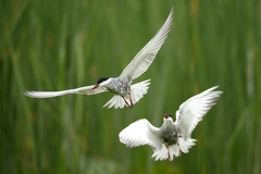 Chlidonias hybrida  Whiskered Tern  Wei  bart-Seeschwalbe 5 3