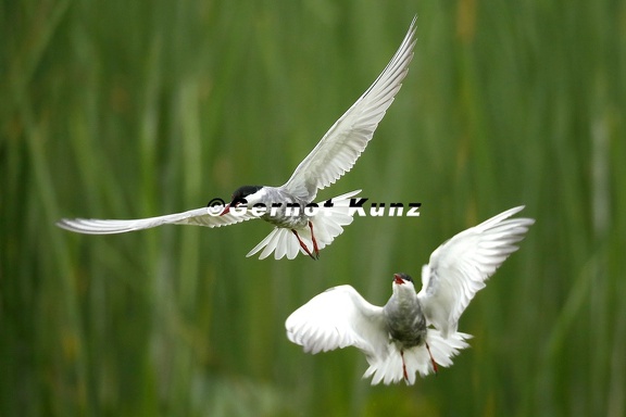 Chlidonias hybrida  Whiskered Tern  Wei  bart-Seeschwalbe 5 3