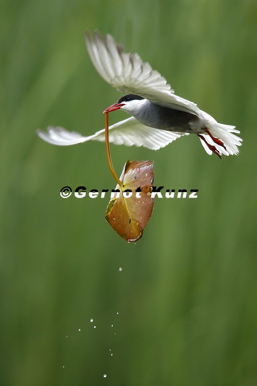 Chlidonias hybrida  Whiskered Tern  Wei  bart-Seeschwalbe 6 2