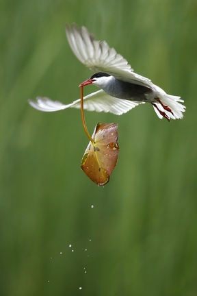 Chlidonias hybrida  Whiskered Tern  Wei  bart-Seeschwalbe 6 2