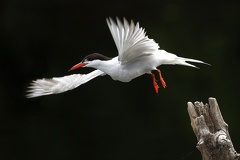 Sterna hirundo  Flussseeschwalbe 5 3