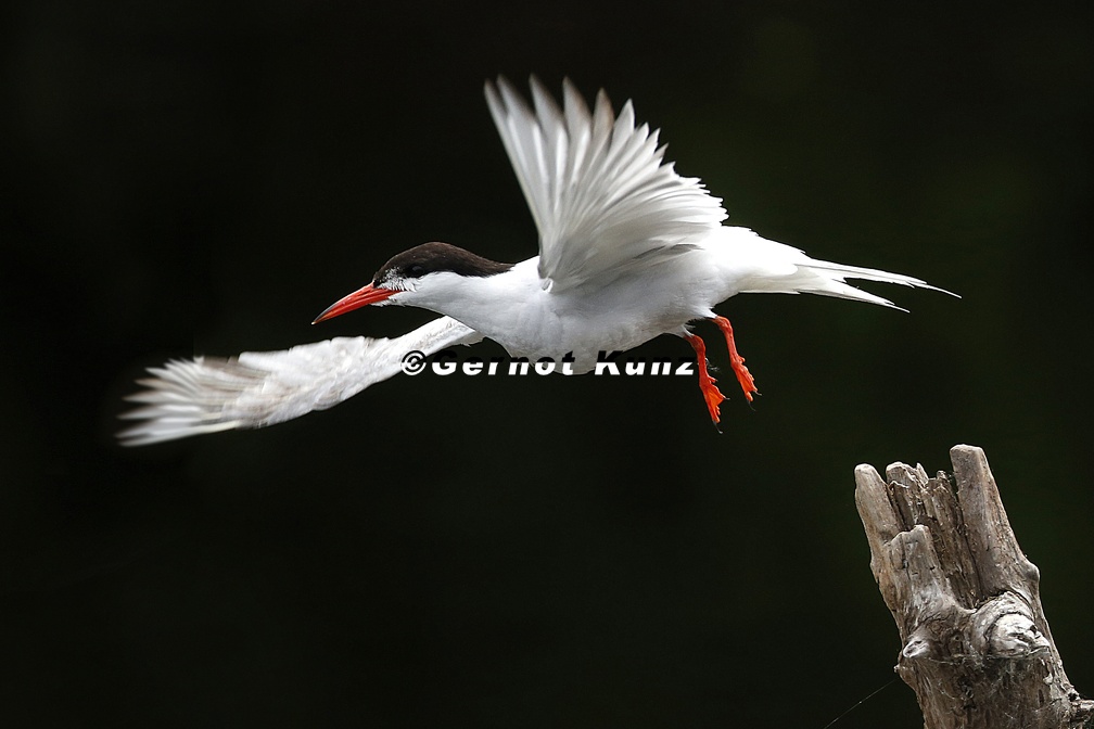 Sterna hirundo  Flussseeschwalbe 5 3