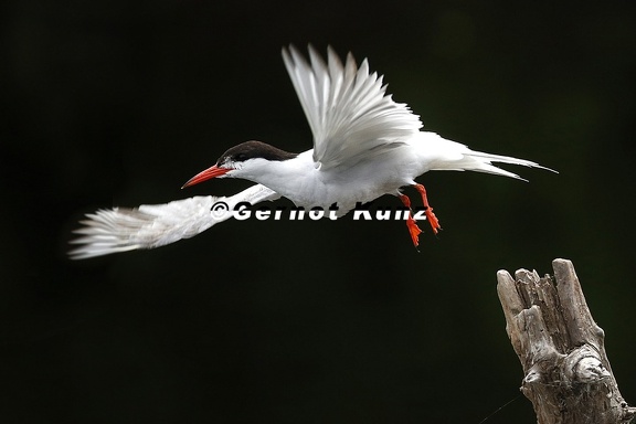 Sterna hirundo  Flussseeschwalbe 5 3