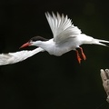 Sterna hirundo  Flussseeschwalbe 5 3