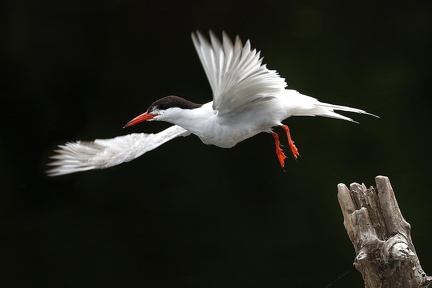 Sterna hirundo  Flussseeschwalbe 5 3