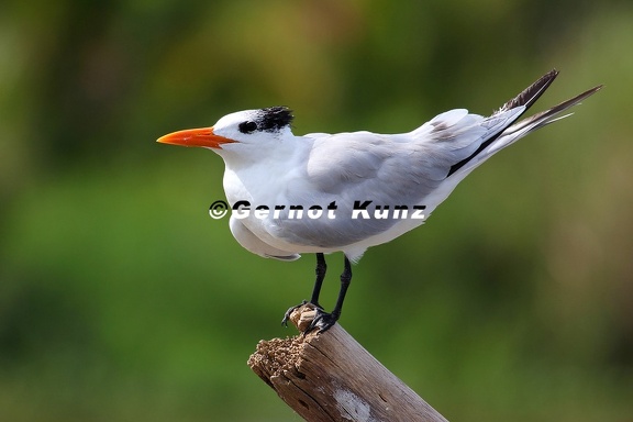 Sterna maxima  Royal tern  K  nigsseeschwalbe 1 2