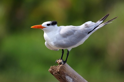 Sterna maxima  Royal tern  K  nigsseeschwalbe 1 2