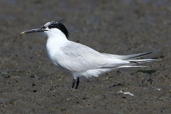 Sterna sandvicensis  Brandseeschwalbe 2 2