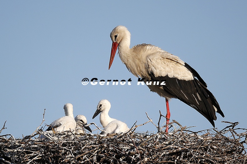 Ciconia_ciconia__Wei__storch_1_3.jpg