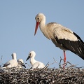 Ciconia_ciconia__Wei__storch_1_3.jpg
