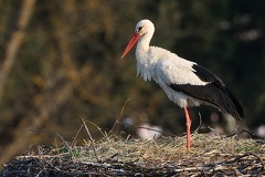 Ciconia ciconia  Wei  storch 6 3