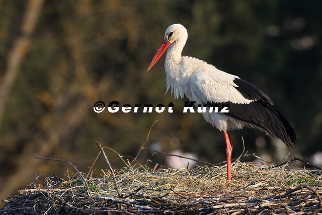 Ciconia ciconia  Wei  storch 6 3